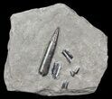 Jurassic Belemnite (Youngibelus) - Posidonia Shale #63287-1